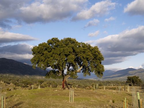 Fotografia de MILLO - Galeria Fotografica: LUGARES - Foto: ARBOL