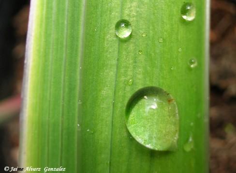 Fotografia de Xaime - Galeria Fotografica: Naturaleza viva d'Asturies (Primavera) - Foto: Perles de aga