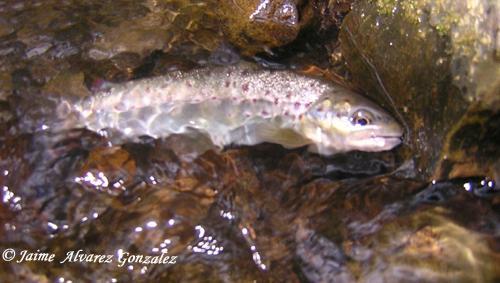 Fotografia de Xaime - Galeria Fotografica: Naturaleza viva d'Asturies (Primavera) - Foto: Trucha