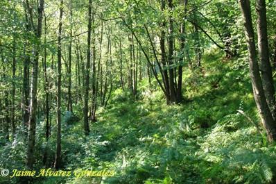 Fotografia de Xaime - Galeria Fotografica: Naturaleza viva d'Asturies (Primavera) - Foto: Bosque mxicu de seres mitolxicos