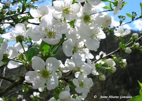 Fotografia de Xaime - Galeria Fotografica: Naturaleza viva d'Asturies (Primavera) - Foto: rboles en flor