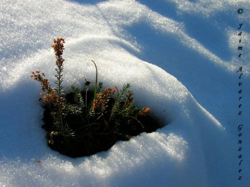 Fotografia de Xaime - Galeria Fotografica: Naturaleza viva d'Asturies (Primavera) - Foto: Isla en la eve