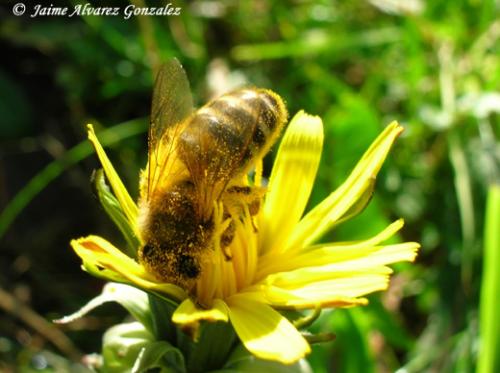 Fotografia de Xaime - Galeria Fotografica: Naturaleza viva d'Asturies (Primavera) - Foto: Les abeyes
