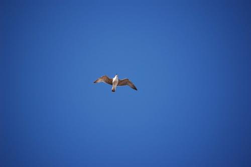 Fotografia de Albert H. - Galeria Fotografica: Montecarlo - Foto: Gaviota