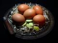 Foto de  fotocorus - Galería: Variedades - Fotografía: huevos y habas