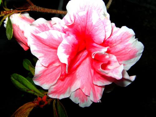 Fotografia de fotocorus - Galeria Fotografica: Variedades - Foto: azalea