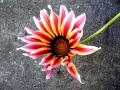 Fotos de fotocorus -  Foto: Variedades - flor soleada
