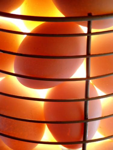 Fotografia de fotocorus - Galeria Fotografica: Variedades - Foto: Contraluz