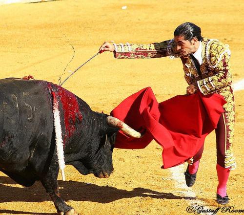Fotografia de Gustaff Room - Galeria Fotografica: Taurinoo. - Foto: Taurinoo.
