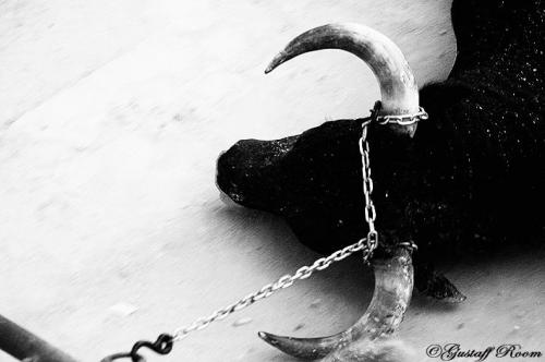 Fotografia de Gustaff Room - Galeria Fotografica: Taurinoo. - Foto: Taurinoo.