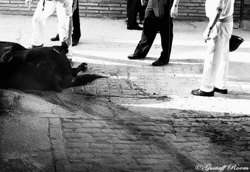 Fotografia de Gustaff Room - Galeria Fotografica: Taurinoo. - Foto: Taurinoo.