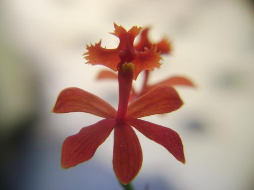 Fotografia de Ivan Pawluk - Galeria Fotografica: NATURALs - Foto: Flor aerea
