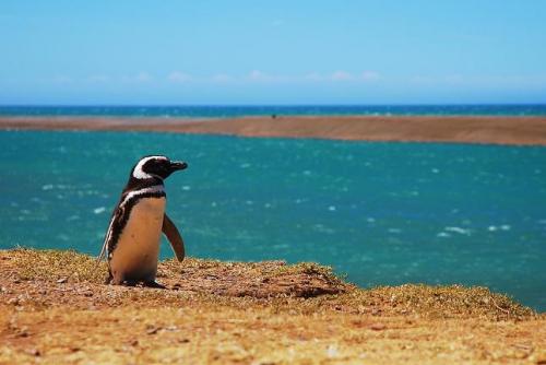 Fotografia de Emiliano - Galeria Fotografica: Imagenes de la Patagonia - Foto: Pingino -Pla. Valdez
