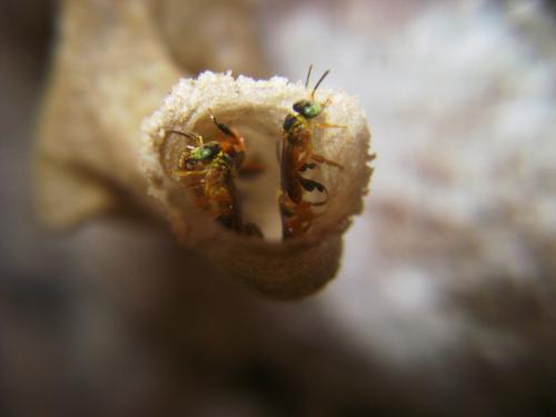 Fotografia de Ivan Pawluk - Galeria Fotografica: NATURALs - Foto: Avejas