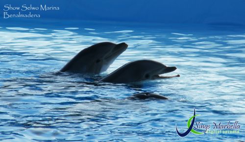 Fotografia de JC SINGS - Galeria Fotografica: Bodas - Foto: Selwo Marina Benalmadena