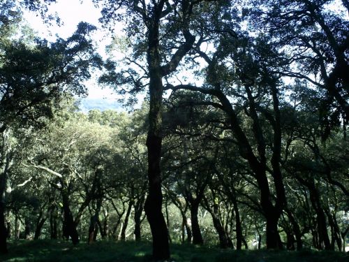Fotografia de mirada en silencio - Galeria Fotografica: Portugal - Foto: 
