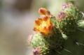 Foto de  barrys photografy - Galería: wrc en leon guanajuato mexico - Fotografía: flor de nopal