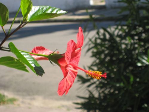 Fotografia de no hay - Galeria Fotografica: atardeceres - Foto: Ibisco del Ibirapita Hostel