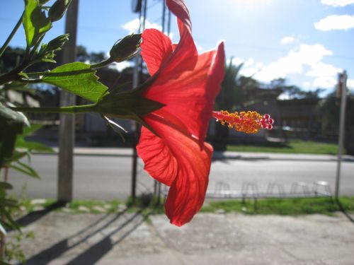 Fotografia de no hay - Galeria Fotografica: atardeceres - Foto: Mis flores