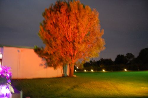 Fotografia de Diana Do de O - Galeria Fotografica: fiestas - Foto: 