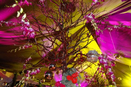 Fotografia de Diana Do de O - Galeria Fotografica: fiestas - Foto: 