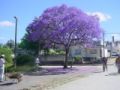 Fotos de no hay -  Foto: atardeceres - Jacaranda en flor