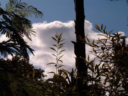 Fotografia de Marco Antonio - Galeria Fotografica: Desde mi casa - Foto: Entre ramas