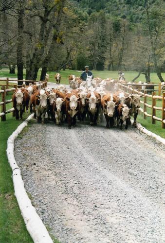 Fotografia de sebas - Galeria Fotografica:  algo de lo nuestro - Foto: arreo