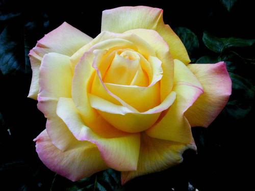 Fotografia de Nichott - Galeria Fotografica: Fotografias Naturales / Flora - Foto: Rosa 2