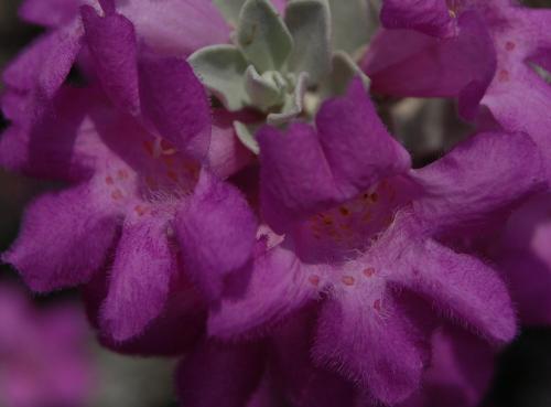 Fotografia de Nichott - Galeria Fotografica: Fotografias Naturales / Flora - Foto: Flor