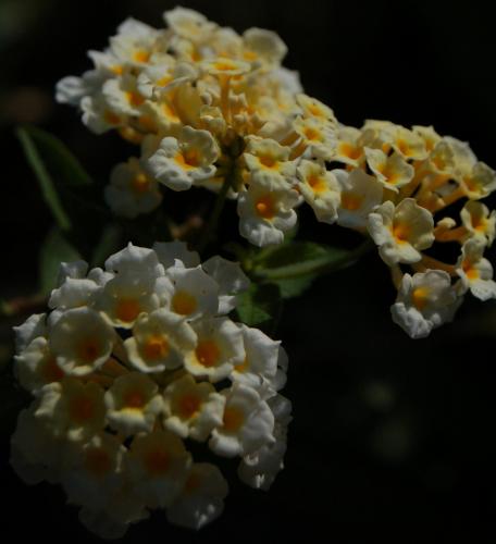 Fotografia de Nichott - Galeria Fotografica: Fotografias Naturales / Flora - Foto: Flor 3