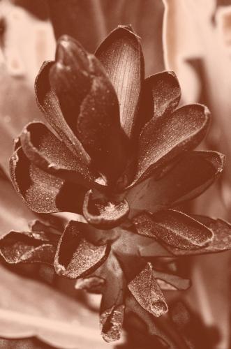 Fotografia de Nichott - Galeria Fotografica: Fotografias Naturales / Flora - Foto: Flor 4