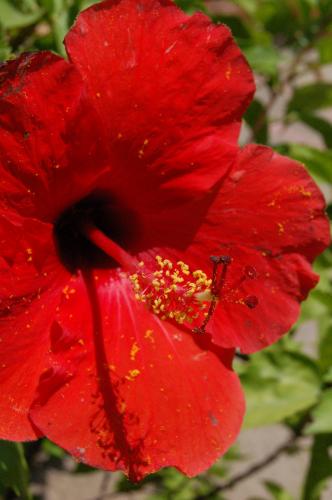 Fotografia de Nichott - Galeria Fotografica: Fotografias Naturales / Flora - Foto: Flor 5