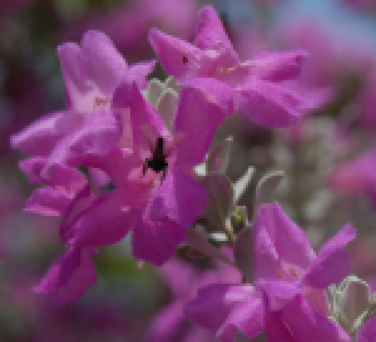 Fotografia de Nichott - Galeria Fotografica: Fotografias Naturales / Flora - Foto: Flor 6