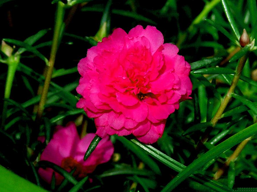 Fotografia de Nichott - Galeria Fotografica: Fotografias Naturales / Flora - Foto: flor 7					