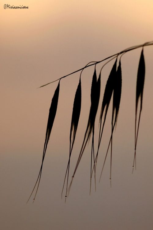 Fotografia de Mireia Canicio - Galeria Fotografica: MISTICA - Foto: COMO GOTAS DE ROCIO