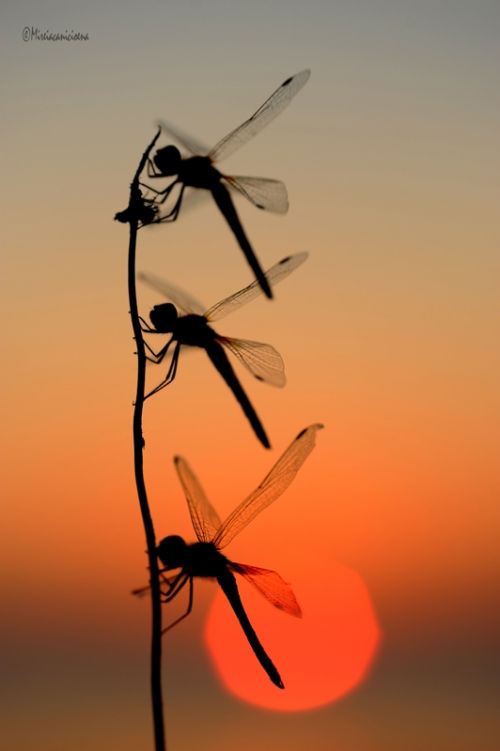 Fotografia de Mireia Canicio - Galeria Fotografica: MISTICA - Foto: SILUETAS Y LUZ