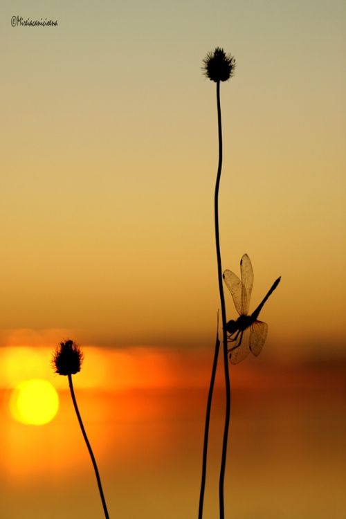 Fotografia de Mireia Canicio - Galeria Fotografica: MISTICA - Foto: MINIMALISMO ZEN