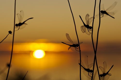 Fotografia de Mireia Canicio - Galeria Fotografica: MISTICA - Foto: BAILE DE LIBELULAS