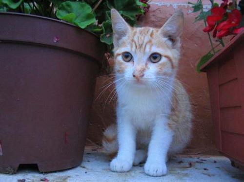 Fotografia de Juan Manuel Martinez - Galeria Fotografica: Animales - Foto: 