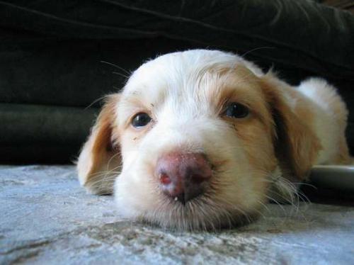 Fotografia de Juan Manuel Martinez - Galeria Fotografica: Animales - Foto: 