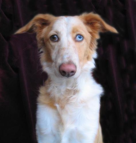 Fotografia de Juan Manuel Martinez - Galeria Fotografica: Animales - Foto: 