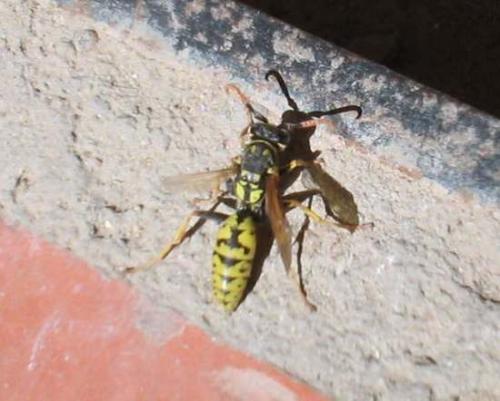 Fotografia de Juan Manuel Martinez - Galeria Fotografica: Animales - Foto: 