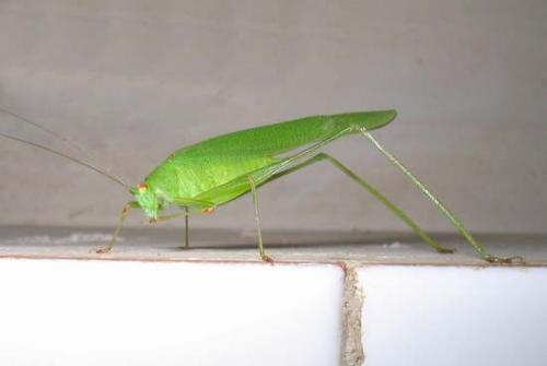 Fotografia de Juan Manuel Martinez - Galeria Fotografica: Animales - Foto: 