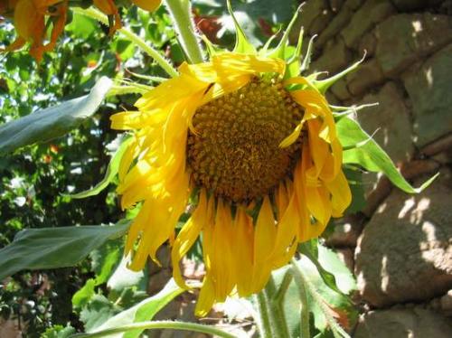 Fotografia de Juan Manuel Martinez - Galeria Fotografica: Animales - Foto: 