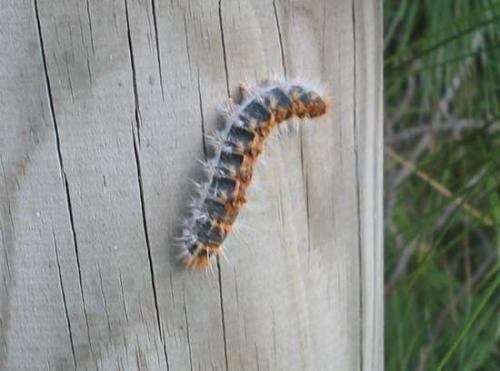 Fotografia de Juan Manuel Martinez - Galeria Fotografica: Animales - Foto: 