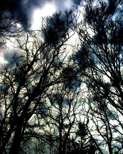 Fotografia de ///Yamuna Devi Dasi/// - Galeria Fotografica: Del Negro Al Blanco!! - Foto: aRBOLES