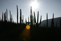 Fotografia de ALES PRIETO - Galeria Fotografica: paisaje - Foto: zapotitlan de las salinas