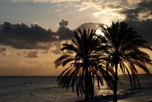 Fotografia de Eclipsnet - Galeria Fotografica: Mi primera galery - Foto: Palmeritas, playa y sol