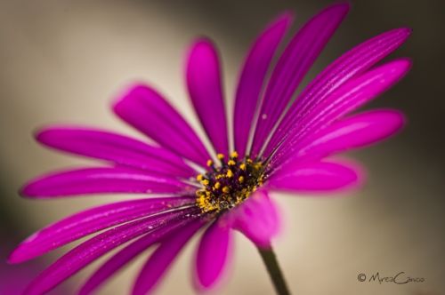Fotografia de Mireia Canicio - Galeria Fotografica: PASSION FLOWERS - Foto: COLOR Y VIDA